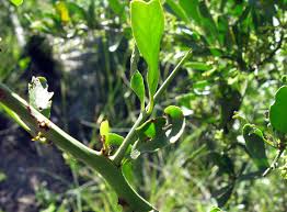 Image result for Gymnosporia buxifolia