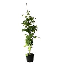 Jetzt in ihrer müller filialekeks(e) kaufen und ein tolles projekt unterstützen! Pflanzen Von Mullers Gruner Garten Shop Und Andere Gartenausstattung Fur Garten Balkon Online Kaufen Bei Mobel Garten