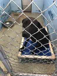 Maybe you would like to learn more about one of these? Pet Adoption Evansville Indiana Pet Pet Shope