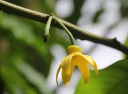 Image result for isolona