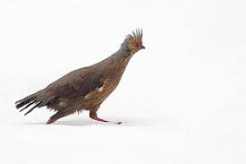 You can actually search by these animal and bird names to find what sanctuary in india you can find them via wildtrails of india app gazella bennettii. Blood Pheasant Wikiwand