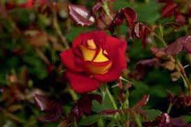 Check spelling or type a new query. 36 Inch Standard Tree Rose From Regan Nursery
