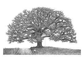The Importance Of Family Live Oak Tree Tattoo Oak Tree Drawings Oak Tree Tattoo