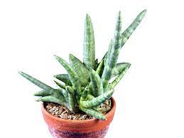 $9.99 usd at time of publication buy from hirts gardens. Sansevieria Cylindrica Boncel Spezialist Fur Exotische Pflanzen In Osterreich