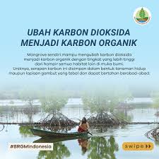 Mangrove, si benteng pertahanan alami ini memiliki beragam manfaat, tidak  hanya untuk lingkungan sekitarnya, juga bagi makhluk hidup yang bergantung  pada ekosistem ini. NOLIPEDIA kali ini, Eli bakal jelasin tentang beragam  manfaat