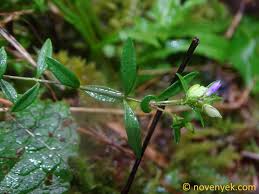 Image result for Polygala sphenoptera