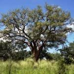 Image result for Brachystegia utilis × microphylla