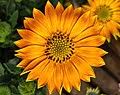 Image result for Osteospermum monocephalum