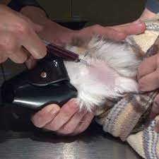 Draw blood animal blood draw cephalic venipuncture dogs dog blood sample demon dog draw dog blood parasites cartoon blood draw lab dog eye blood dog jugular vein anatomy blood draw locations baby blood draw demonic dog drawings sick dog drawing feline blood draw. Feline Jugular Venipuncture Atdove Org