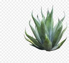 agave azul png download clipart 754636 pikpng agave azul png download clipart