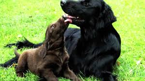 Maybe you would like to learn more about one of these? Flat Coated Retriever Puppies For Sale Off 54 Www Usushimd Com