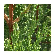 Image result for Cupressus sempervirens