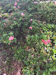 Image result for Pycreus macranthus