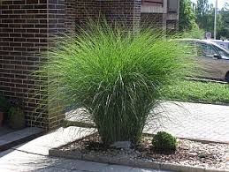 Photo Gallery M7 Garden En Com Grasses Landscaping Outside Plants Landscaping Plants