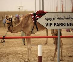 Therapeutic value of camel milk as a nutritional supplement for multiple drug resistant (mdr) tuberculosis patients. Since I Suddenly Have All This Time Camel Urine V 2 More Camel Urine Plus Camel Beauty Contests Are They As Real As Wwe Or Real Er Zaslow Crane