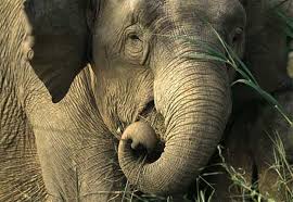 pin by nery eyler on elephants asian elephant elephant pictures elephant facts