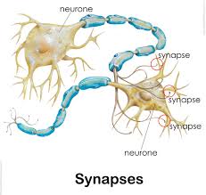 The nervous system is a complex network of nerves and cells that transmit messages to two main when learning about the nervous system your children will learn a lot of detailed information. Nervous System For Kids Brain Spinal Cord Nerves