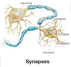 Central nervous system diagram for kids / nervous system. Nervous System For Kids Brain Spinal Cord Nerves