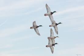 Birds Of Central Illinois Melinda Garner Bird Waterfowl Nature Photographs