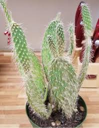 Common name easter cactus, holiday cactus, thanksgiving cactus, plant type succulent. Cactus And Succulents Forum Brown Patches On My Cactus Garden Org