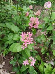 Image result for Ruspolia