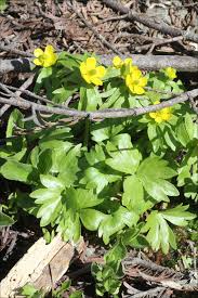 Image result for Ranunculus oreophytus