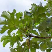 Image result for Myrianthus arboreus