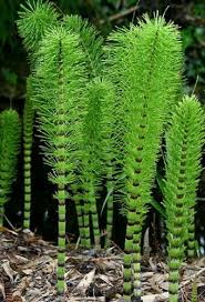 We did not find results for: Metagenesis Tumbuhan Paku Penjelasan Skema Dan Gambar