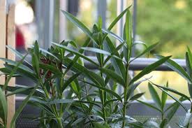 Schneiden sie den oleander (nerium oleander) entweder im spätsommer oder im frühen herbst, kurz bevor sie ihn. Oleander Bluht Nicht So Bringen Sie Ihn Wieder Zum Bluhen