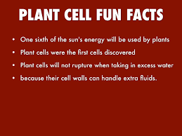 We did not find results for: Cell Organelles And Their Processes By Lexi Helman