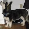 Teacup puppies for sale in miami fl, sarasota, tampa, fort myers, st petersburg, orlando florida. Https Encrypted Tbn0 Gstatic Com Images Q Tbn And9gcqtpovwx3nybqb3pnroq3ksr4rlr Tq7vwz7e2v7uzusessfwyu Usqp Cau