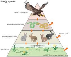Watch the short video about food chains and food webs and answer questions. Energy Flow In Ecosystems Kids Britannica Kids Homework Help