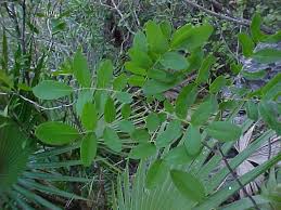 Image result for Ateleia