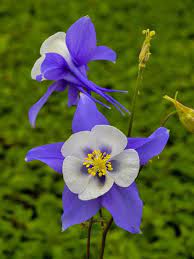Maybe you would like to learn more about one of these? Aquilegia Songbird Blue Jay Bluestone Perennials