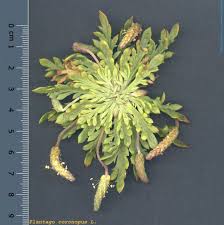 Image result for Coronopus