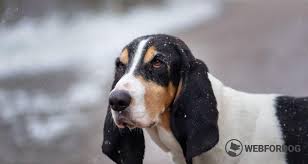 Image result for jurský honič