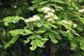 Image result for Albizia versicolor
