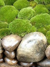 Moss Detail In Ishihara Kazuyuki S Artisan Moss Gardens Moss Garden Ideas Japanese Garden Design