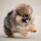 Small Dog Breeds – A List of Small Dog Breeds from A – Z