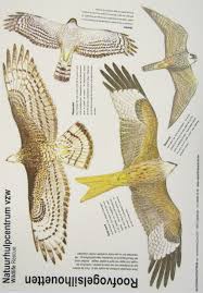 Leer onze roofvogels herkennen, dan kan je uren naar het luchtruim turen > www.natuurpunt.be/roofvogels. Roofvogels Roofvogels Vogels Dieren