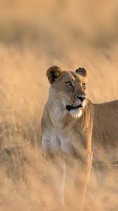 h2.gifposter.com/bingImages/LionessKenya_1920x1080...