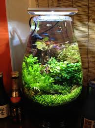 Care instructions anubias is a great betta fish plant that's easy to care for, making it great for small tanks. 16 Cute Plant In Vase With Betta Fish Decorative Vase Ideas