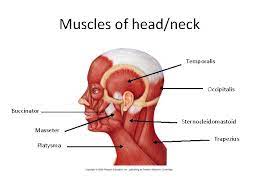 The quizzes below each include 15 multiple choice identification questions related to the muscles of the head and neck. Muscles Of The Face Head And Neck Functions
