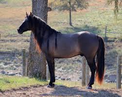 Rocky Mountain Horse Association Online Database