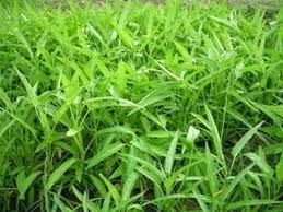Hasil gambar untuk gizi yang terkandung dalam sayur kangkung