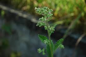 Image result for Blumea