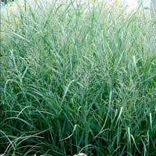 Image result for Panicum merkeri