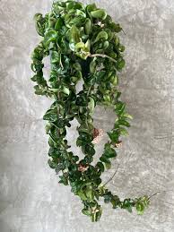 Image result for Stolzia compacta