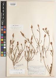 Image result for Xylopia collina