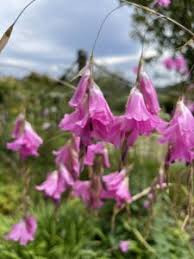 Image result for Dierama densiflorum